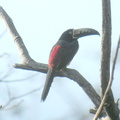 Collared Aracari
